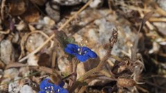 Phacelia nashiana