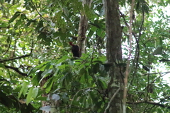 Campephilus rubricollis