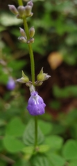 Salvia languidula