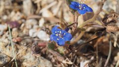 Phacelia nashiana