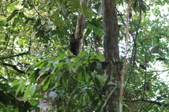 Campephilus rubricollis