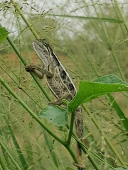Trioceros ellioti