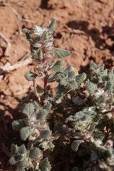 Forsskaolea tenacissima