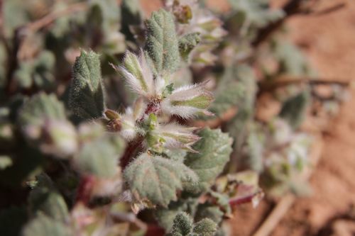 Image of Forsskaolea tenacissima by (c) Olivier Argagnon, some rights reserved (CC BY)