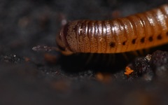 Cylindroiulus punctatus