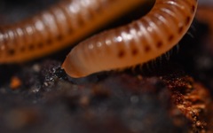 Cylindroiulus punctatus