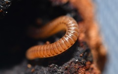 Cylindroiulus punctatus