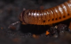Cylindroiulus punctatus