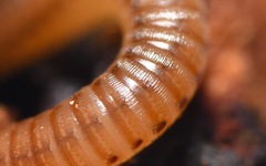 Cylindroiulus punctatus