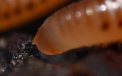Cylindroiulus punctatus