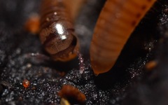 Cylindroiulus punctatus