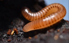 Cylindroiulus punctatus