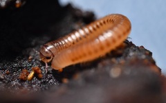 Cylindroiulus punctatus