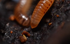 Cylindroiulus punctatus