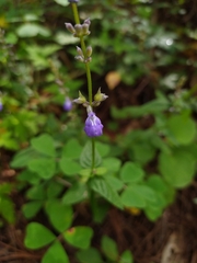 Salvia languidula