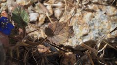 Phacelia nashiana