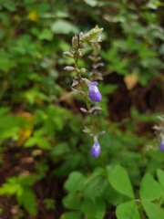 Salvia languidula