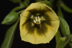 Physalis longifolia longifolia