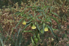 Physalis longifolia longifolia