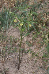 Physalis longifolia longifolia