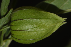 Physalis longifolia longifolia