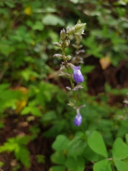 Salvia languidula