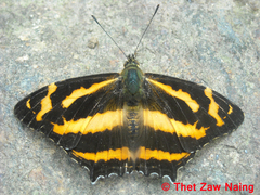 Symbrenthia niphanda