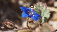 Phacelia nashiana