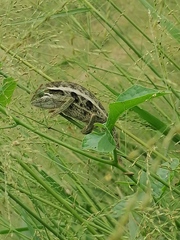 Trioceros ellioti