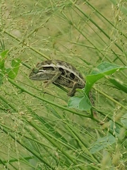Trioceros ellioti