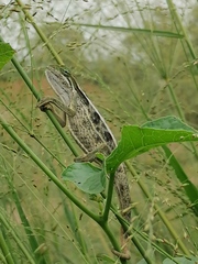 Trioceros ellioti