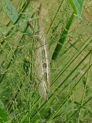 Trioceros ellioti