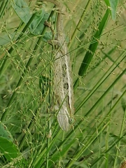 Trioceros ellioti