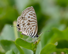 Leptotes plinius