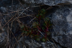 Petrosedum ochroleucum