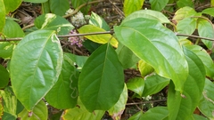 Banisteriopsis caapi