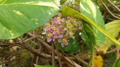Banisteriopsis caapi