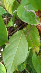 Banisteriopsis caapi