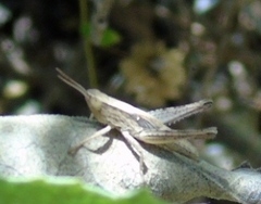 Dichromorpha prominula