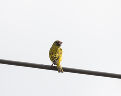 Crithagra hyposticta