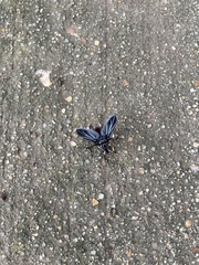 Trichopoda lanipes