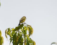 Crithagra hyposticta