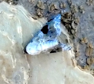Abablemma grandimacula