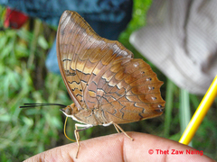 Charaxes marmax