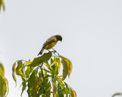 Crithagra hyposticta