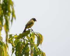 Crithagra hyposticta