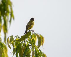 Crithagra hyposticta