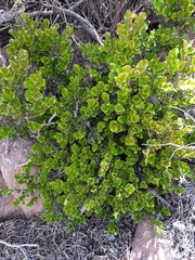 Diospyros scabrida cordata