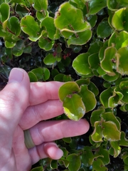 Diospyros scabrida cordata