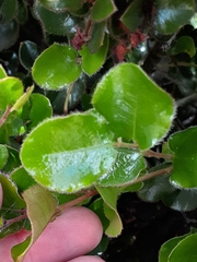 Diospyros scabrida cordata